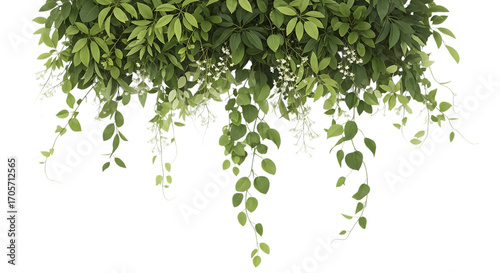 Green leaves hanging down isolated on transparent background, fresh and natural look