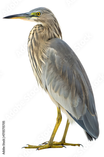 A gray heron with a long yellow beak and slender neck, standing gracefully.

