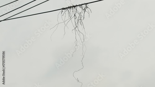 Delicate Strings of Nature Hanging from Utility Wires Against Sky