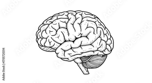 Detailed illustration of the human brain in black and white.