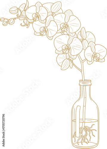 Elegant Orchid in Glass Vase Illustration