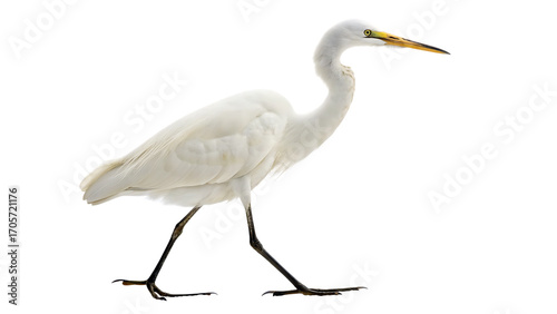 A graceful white egret with long, flowing feathers and a slender black beak