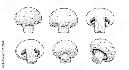 Set of six hand-drawn illustrations of mushrooms in various views.