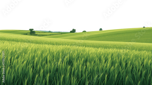 Serene Rolling Hills of Lush Green Wheat Field Landscape
