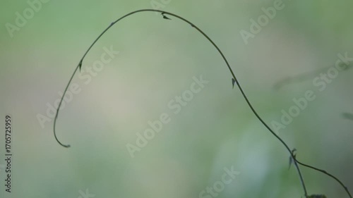 Delicate Green Plant Stem Curving Gracefully in Natural Setting