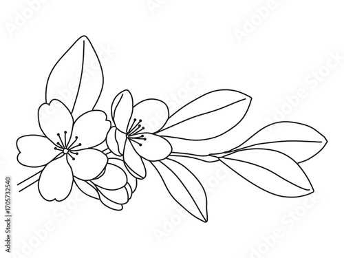 Hand-drawn line of apple blossom. Simple flower blossom line art vector illustration, Hand drawn apple blossom. Sakura branch with flower one continuous line art. Blooming Apple tree pro