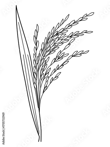 Rice ears hand drawn vector  illustration isolated on white background 