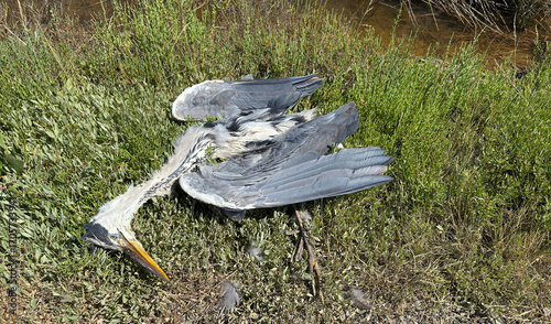 Dead Grey Heron Lying in a Meadow