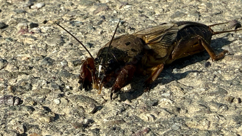Mole cricket running along a field path