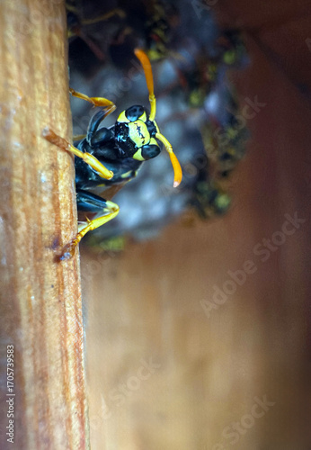 Wasp sitting on a wasp nest