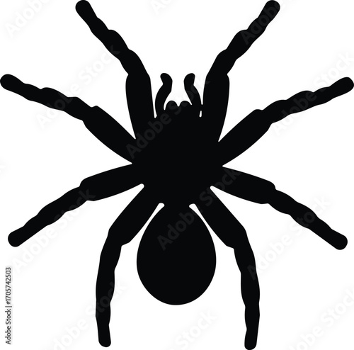 Vector silhouettes of two spiders, black tarantula insect illustrations, isolated arachnid shapes perfect for Halloween, science graphics, nature themes, or creepy decor