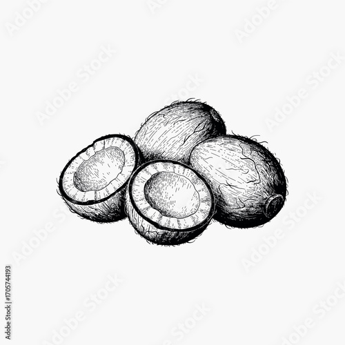 Black and white sketch of whole and halved coconuts whole coconut tropical fruit