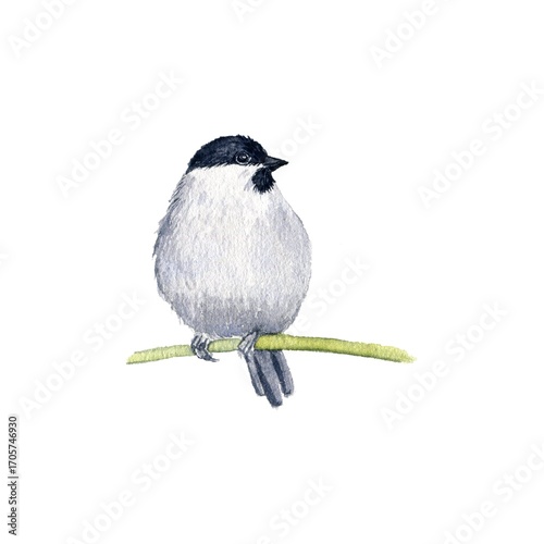 watercolor drawing bird, sitting willow tit , hand drawn Poecile montanus, isolated nature design element