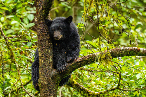 Black bear cub in tree