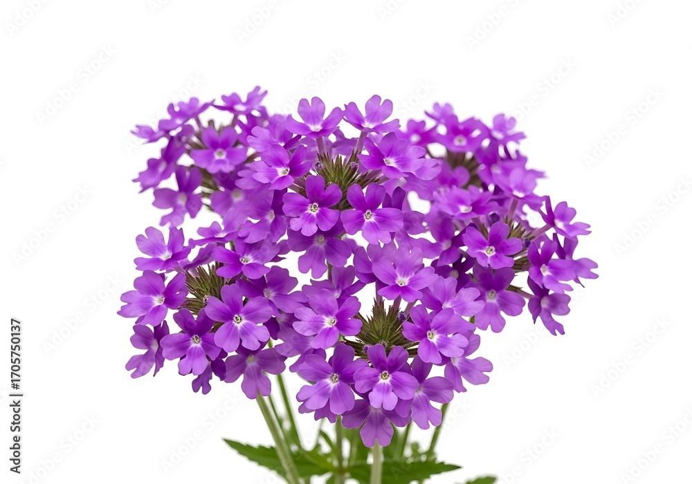 Naklejka premium A vibrant cluster of small purple verbena flowers isolated on white background, showcasing delicate petals and green stems