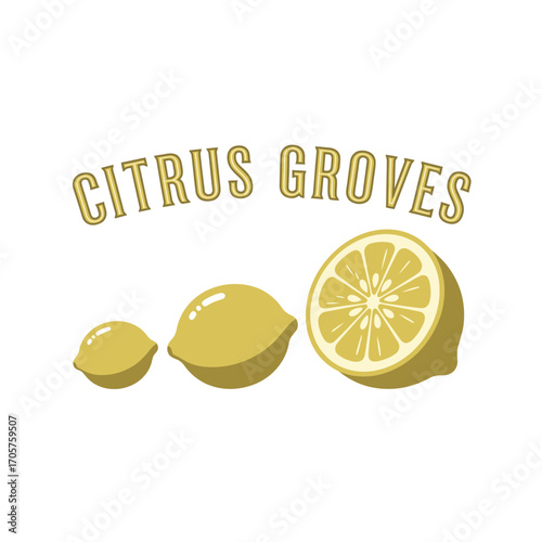 citrus fruit grove orange nature fresh garden 