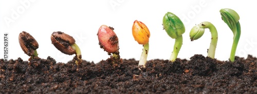 A seed's journey from sprouting in dark soil to a vibrant green plant, showcasing stages of growth against a stark white backdrop