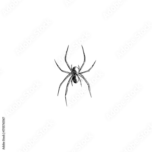 Detailed ink drawing of a spider with long legs and segmented body on a plain white background center view