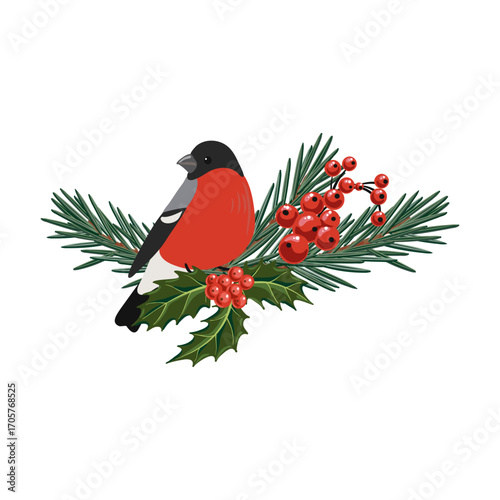 vector drawing Christmas composition, bullfinch bird at fir branch with green needles and holly leaves and red berries, hand drawn illustration