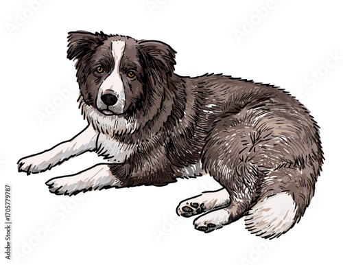 Border collie puppy lying and looking, domestic animal, pet, cute purebred dog, realistic vector hand drawn illustration isolated on white background