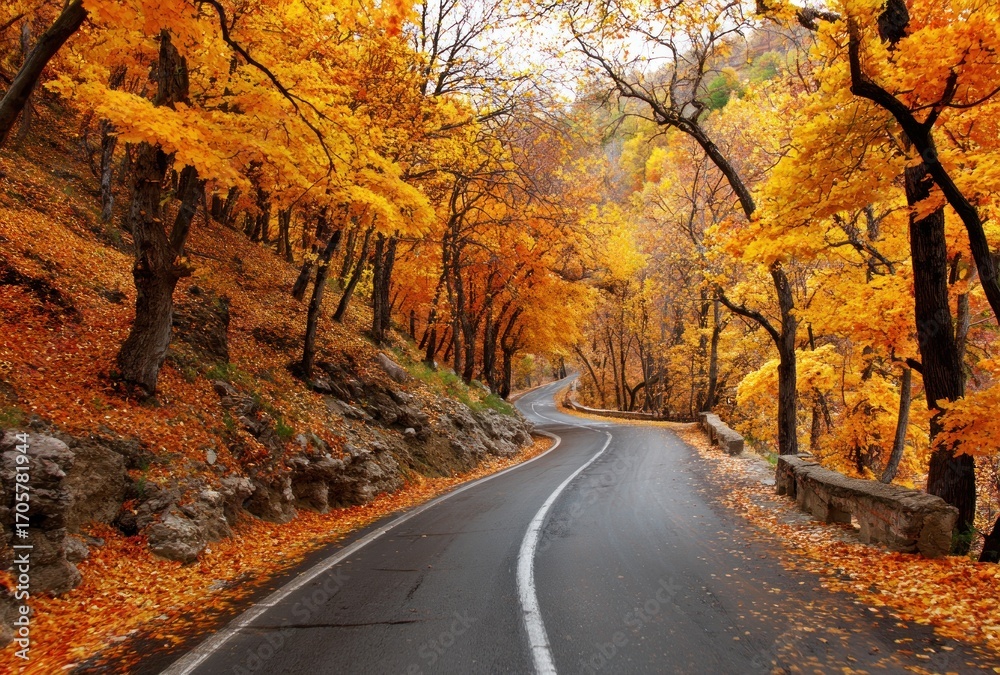 Obraz premium Curved road meanders through a forest ablaze with autumn foliage, creating a picturesque landscape filled with vibrant colors and seasonal charm