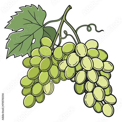 Bunch of Purple and Green Grapes with Leaf and Tendril Keywords: grapes, bunch, fruit, green grapes, purple