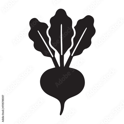 Vector illustration of raw red beet with roots and leaves