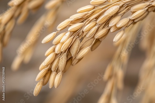 Golden Grains: A close-up of ripe, golden grains of rice, capturing the texture and detail of the staple food. Evokes a sense of harvest and abundance.