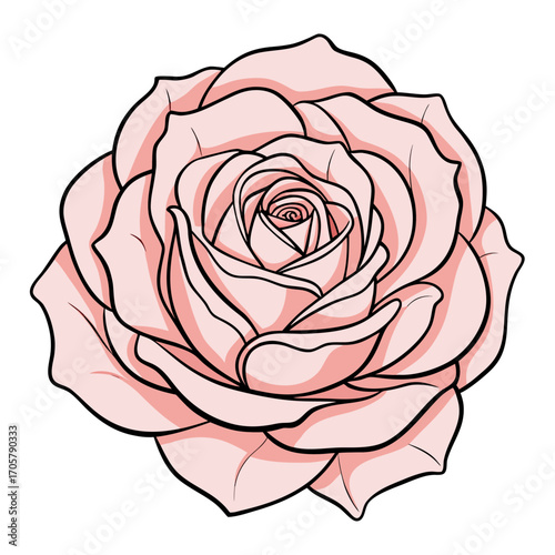 Rosa 'Abraham Darby' vector on white background