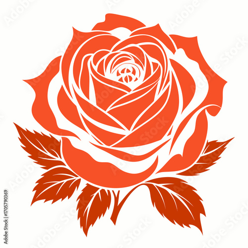 Rosa 'Abraham Darby' vector on white background