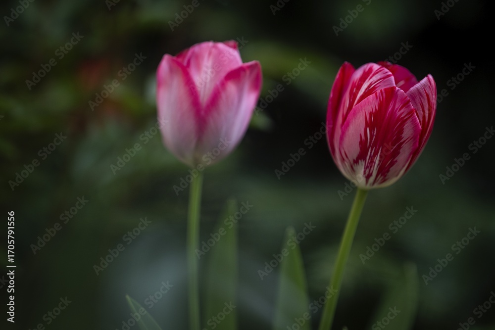 Blooming pink tulips, Baden-Württemberg, Germany Blooming pink tulips, Baden-Württemberg, Germany