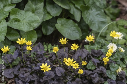 Lesser celandine (Ranunculus ficaria Brazen Hussy), Emsland, Lower Saxony, Germany