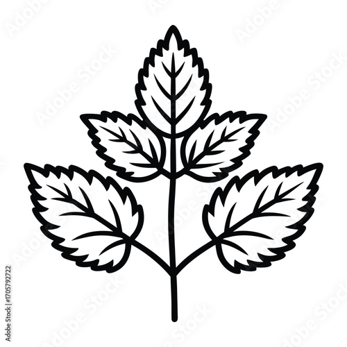 Botanical illustration showing various types of nettles in natural environment