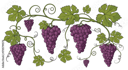 A decorative vine with clusters of ripe purple grapes and green leaves.