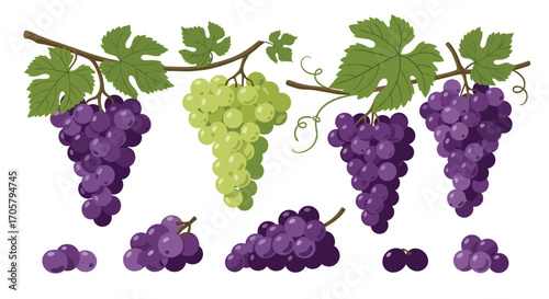 A delightful assortment of ripe purple and green grapes hangs on vines.