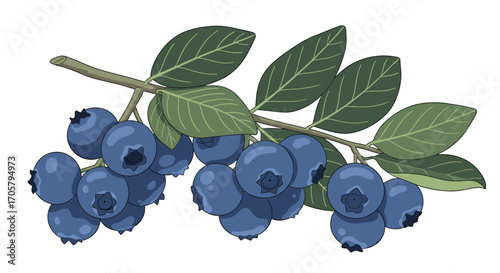 Sweet ripe blueberries hanging from a branch with green leaves.