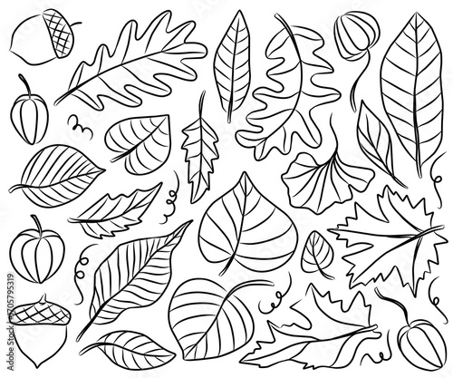 Autumn leaves minimalist line art collection with hand drawn style featured a maple leaf, oak and acorn for fall vibes decoration and pattern.