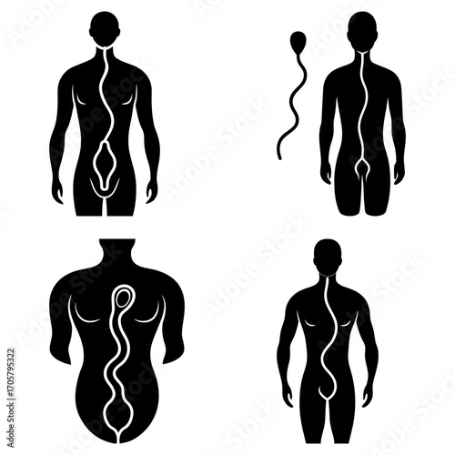 Illustration showing human anatomy with a winding line representing a biological process in four views