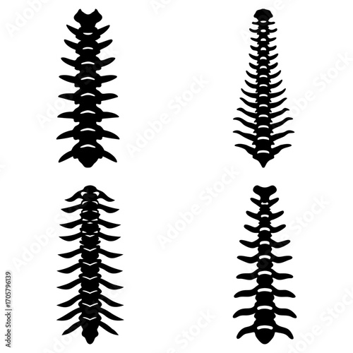 Illustration of four different spinal columns showing the bone structure and vertebrae arrangement anatomy