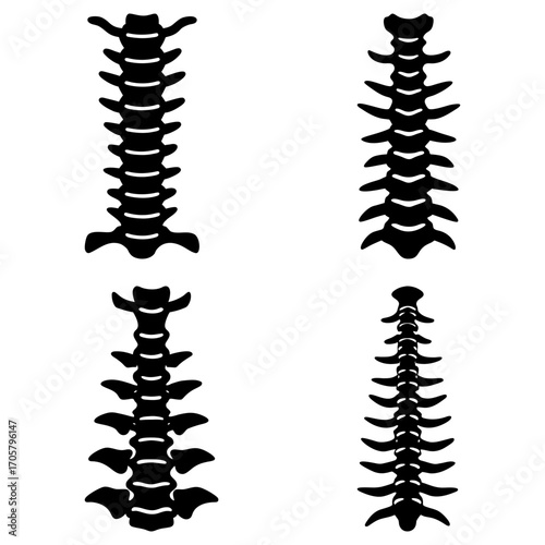 Illustration of four different types of spinal columns with varying shapes and sizes in black and white