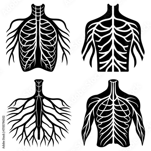 Four anatomical illustrations showing the human torso with a network of veins and arteries depicted in black