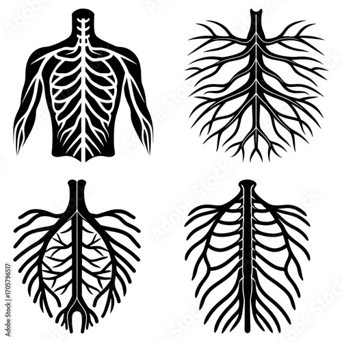 Anatomical illustrations showing the human circulatory system and branching root like structures in black and white