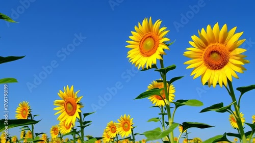 Bright sunflowers against a vibrant blue sky