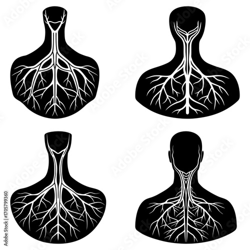 Four black and white anatomical illustrations of the upper torso and neck with branching veins