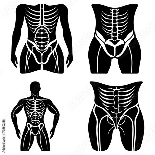 Anatomical human skeleton illustration showing torso and pelvis in various views in black and white style
