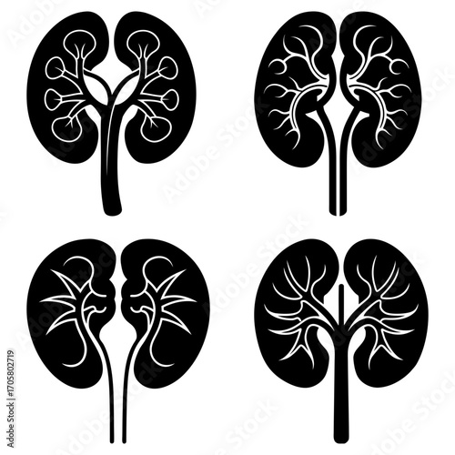 Four kidney illustrations in black and white showing internal structures in a simple graphic design style