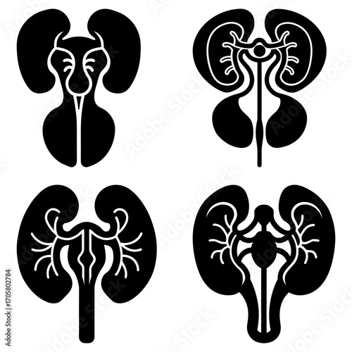 Four stylized kidney illustrations in black and white showing internal structures and shapes in detail