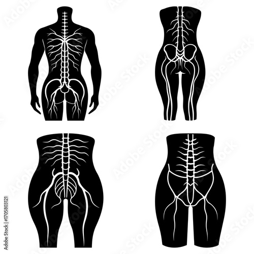 Anatomical illustrations showing the human vascular system in various body shapes and sizes in black and white