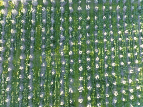 Cultivated olive trees (Olea europaea). Aerial view. Drone shot. Cádiz province, Andalusia, Spain