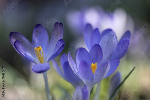 Elfin crocus (Crocus tommasianus), Emsland, Lower Saxony, Germany